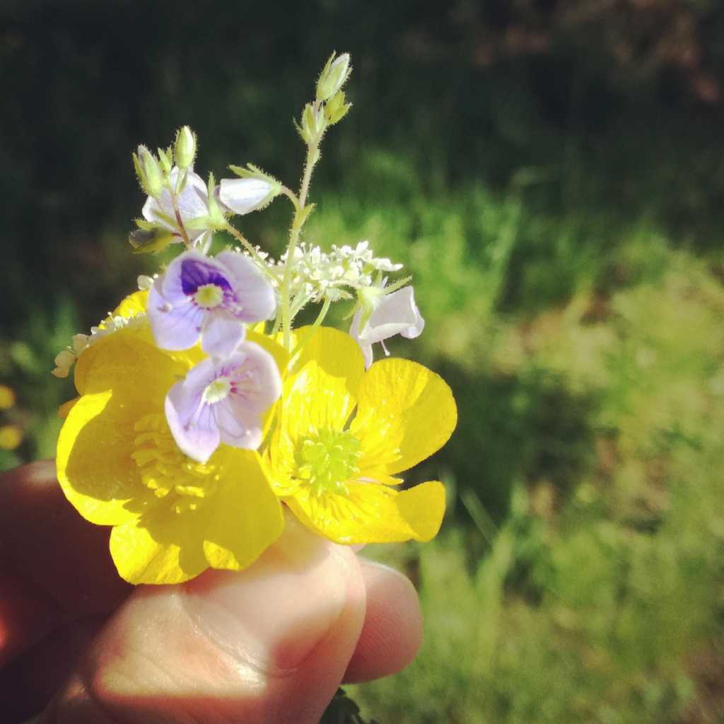 Münchens kleinster Blumenstrauß | Johannes Ulrich Gehrke