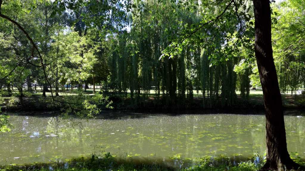 Biomasse im Kanal: Blick in den Schloßpark von König Wusterhausen | Johannes Ulrich Gehrke