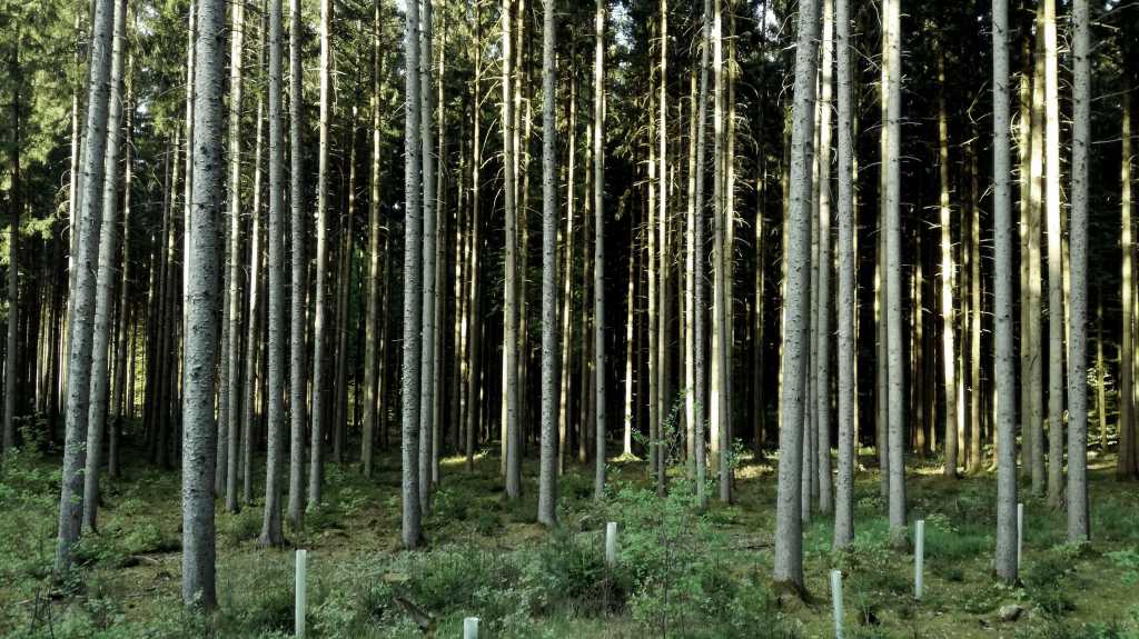 Wald, Wiese & Wirklichkeit am Wochenende | Johannes Ulrich Gehrke