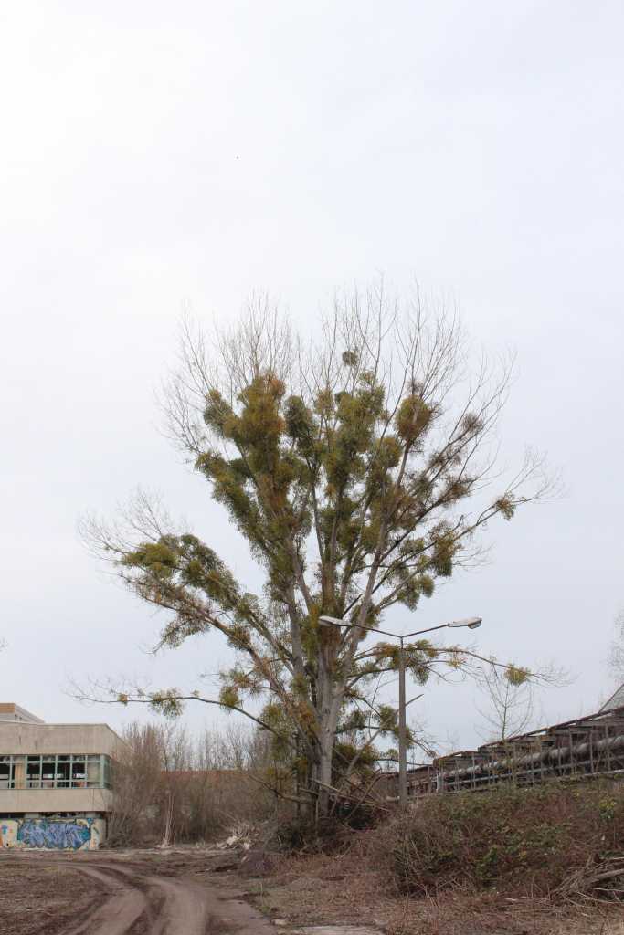 Baum auf Grau | Johannes Ulrich Gehrke