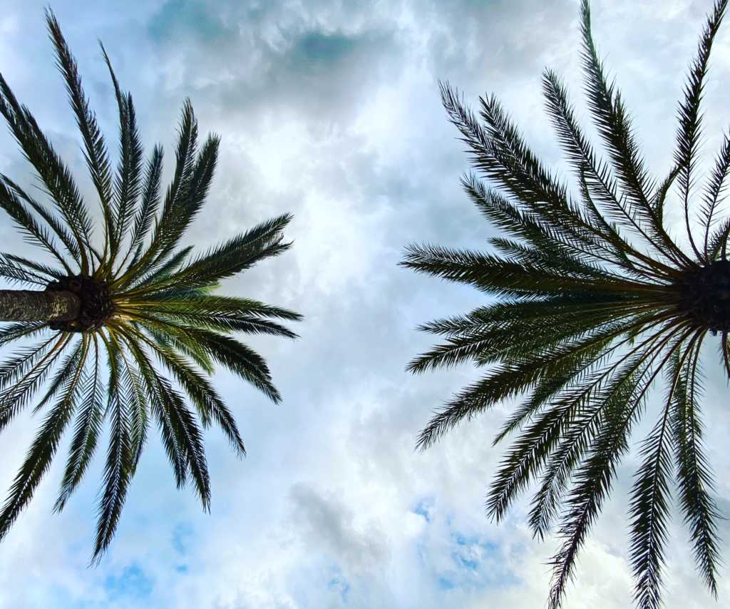 Ich steh auf Palmen | Johannes Ulrich Gehrke