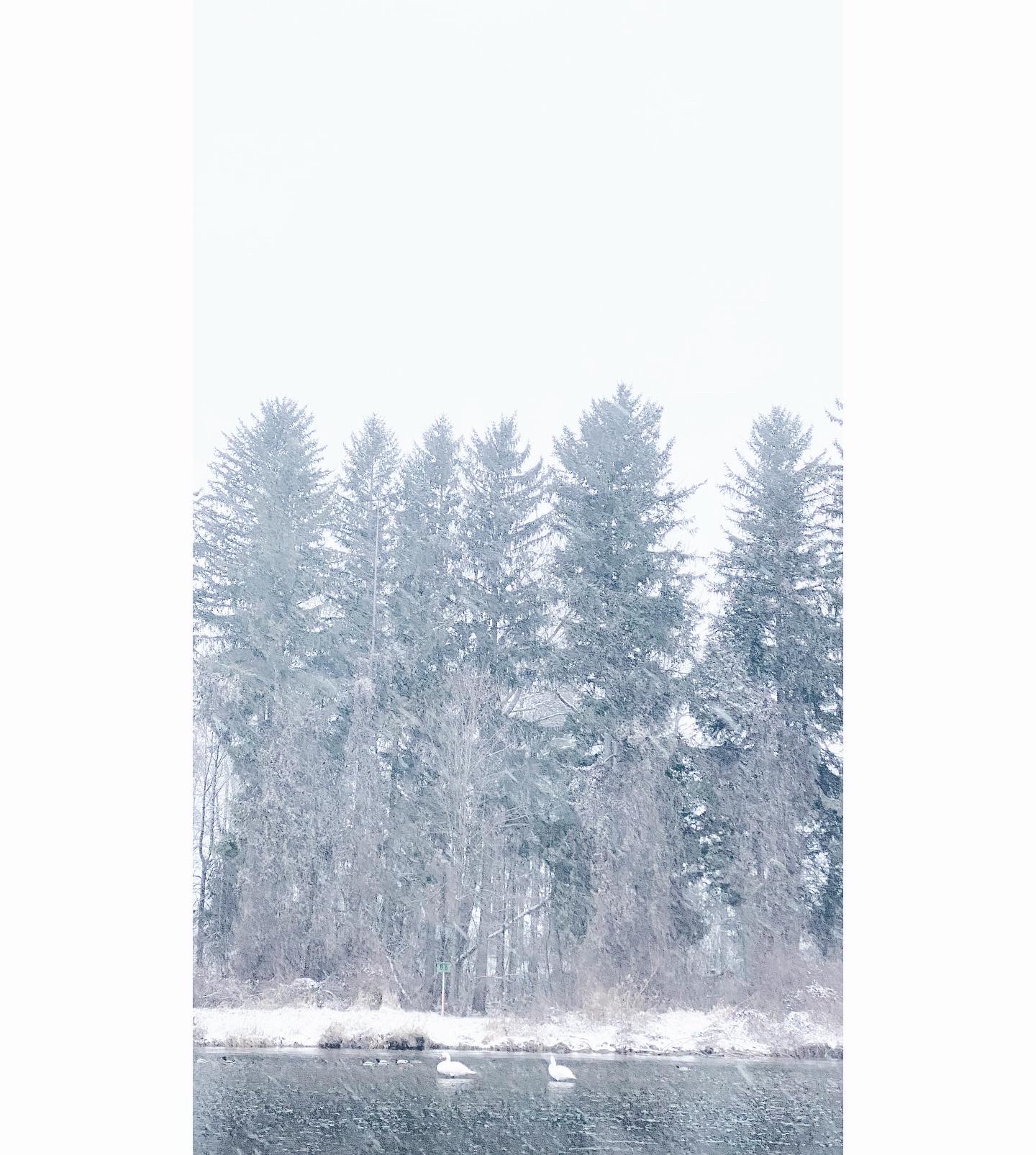 Die Wertach hat auch im Winter Schwäne die sich gut ins Weiß integrieren | Johannes Ulrich Gehrke