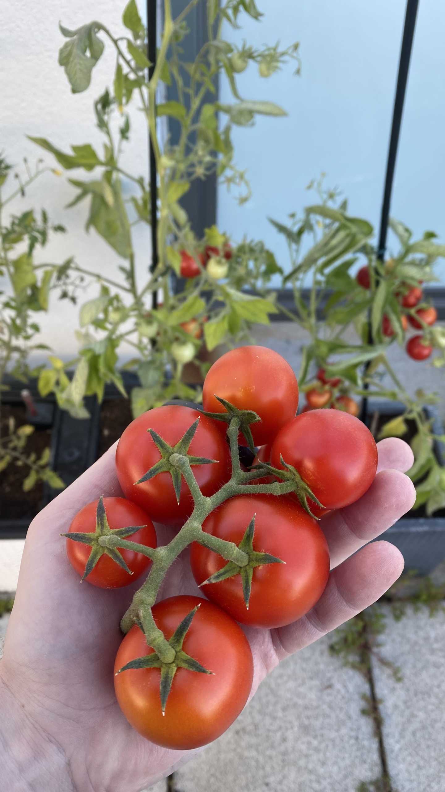 Die Tomaten waren so reif, dass sie schon süß geschmeckt haben | Johannes Ulrich Gehrke