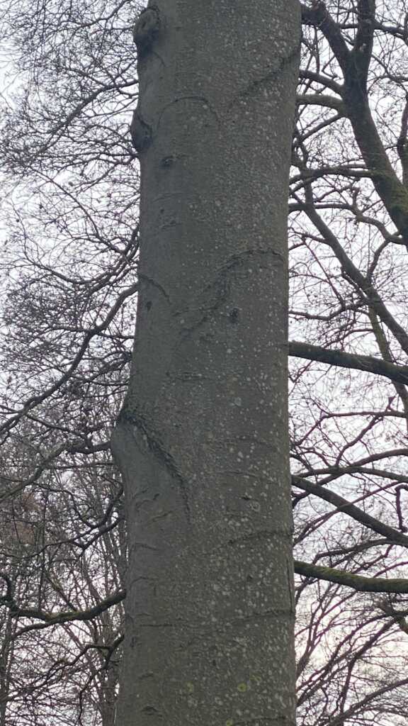 Grimmiger Baum im Augsburger Wittelsbacherpark | Johannes Ulrich Gehrke